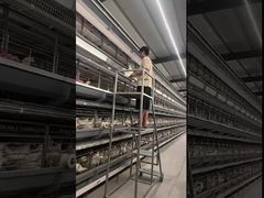 H type egg layer chicken cage