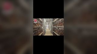 Double Poultry Farm Capacity with H Type Battery Cages
