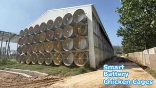 Chuồng gà lớp pin được kiểm soát môi trường