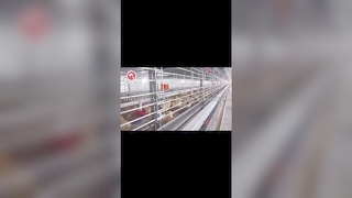 Automatic Broiler Cage System Boost Poultry Farm Profits