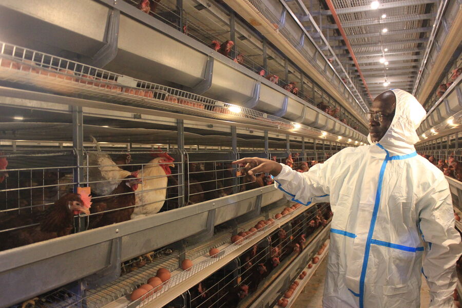 Trung Quốc Henan Silver Star Poultry Equipment Co.,LTD hồ sơ công ty