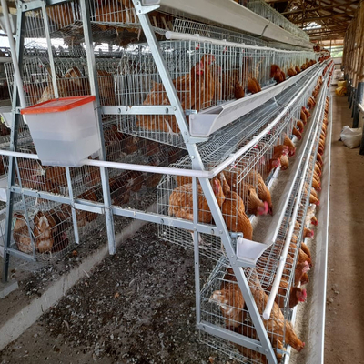 A Type Stainless Steel Chicken Cage Hot Galvanized Or Cold Galvanized