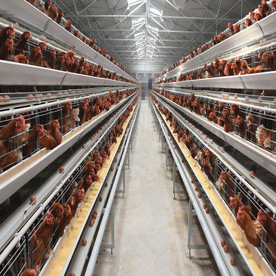 Battery Layer Chicken Cage For Poultry Farm With 96,120,128 Birds Capacity