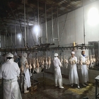 3000 Birds Per Hour Poultry Slaughtering Equipment Chicken Slaughter Line