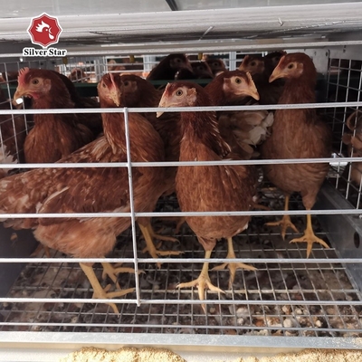 144 Birds H Type Chicken Cage , Q235A HDG Chicken Laying Eggs Cage