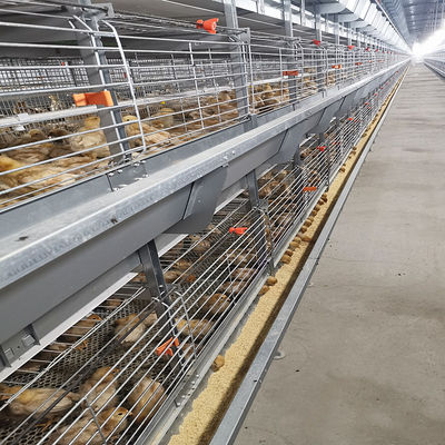 Q235 Battery Cages Laying Hens Chicken Farming Materials A Type