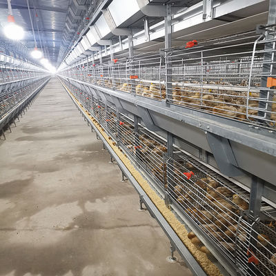H Type Baby Chick Cage with Hot Dip Galvanizing and Automatic Feeding for 100-200 Chickens/set