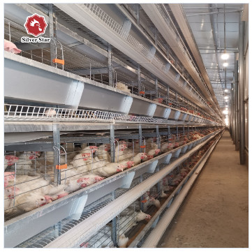 H Type Fully Automatic Broiler Chicken Cage 144 Chickens 162 Chickens