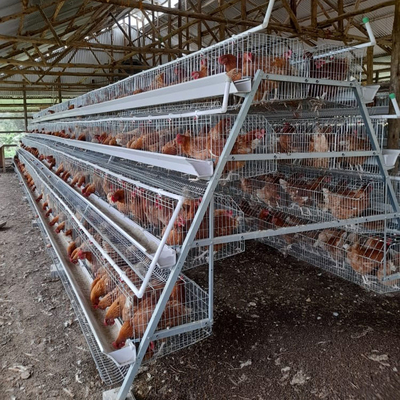 120/160 Birds Layer Chicken Cage Cold Galvanized 4 Layers/Cell