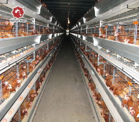 Hệ thống lồng nuôi gà thịt tự động kiểu H cho trang trại gà thương mại với 3-8 tầng mạ kẽm nhúng nóng