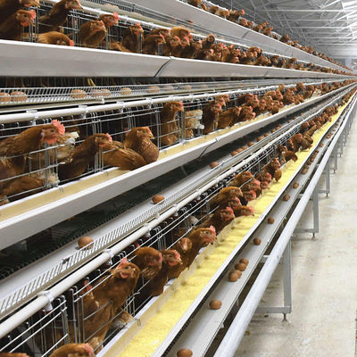 Fully Automatic H Type Broiler Chicken Cage with High Density Breeding and Hot Dip Galvanizing for Modern Poultry Farms