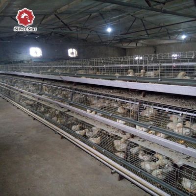 Giá tốt nhất Hệ thống lồng gà thịt kiểu A tự động Lồng gà thịt kiểu A cho 1000 ₹ 50000 con gà
