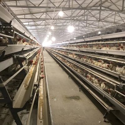 Chuồng gà lớp bền với 3 hoặc 4 lớp để sử dụng không gian và chống ăn mòn lâu dài phù hợp với trang trại gia cầm