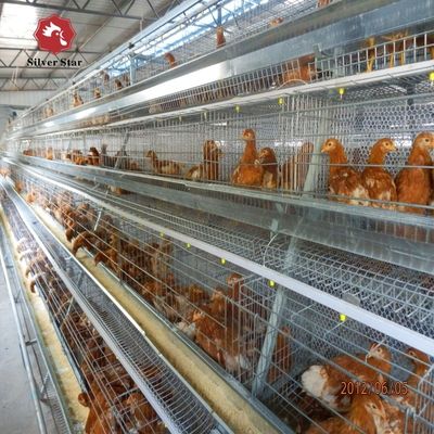 Hệ thống lồng ắc quy loại A cho trang trại gia cầm