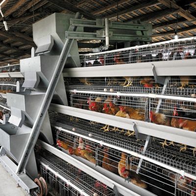 Một loại hệ thống lồng gà lớp, thiết bị lồng gia cầm, lồng lớp trứng cho trang trại gà