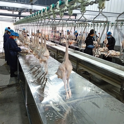 3000Birds / H Poultry Chicken Slaughter Line House 380V Stainless Steel