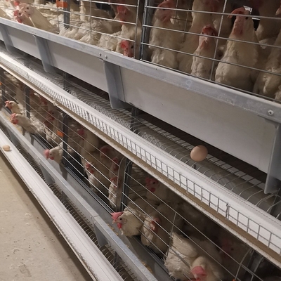 Automatic Egg Layer Chicken Battery Cage 3 Tiers 4 Tiers H Type Poultry Feeding Equipment