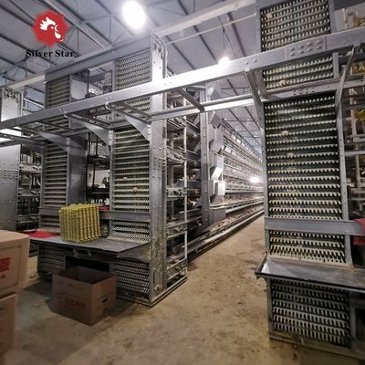 Hệ thống lồng pin tự động kiểu H cho gà thịt