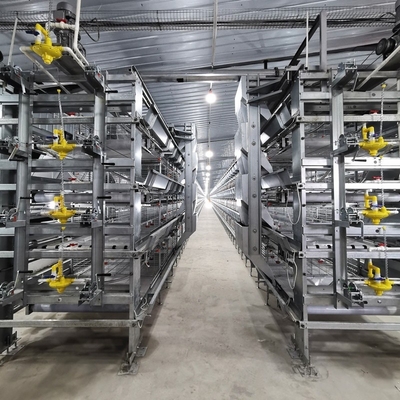 Thiết bị nuôi gia cầm loại H Hệ thống tự động pin Chicken Cage