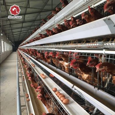 Hệ thống lồng gà lớp loại A với thiết kế 3 tầng / 4 tầng, cho ăn tự động và thu trứng, thép kẽm nóng cho trang trại gia cầm