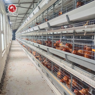 Thép mạ kẽm nhúng nóng Công suất cao cho gia cầm Hệ thống cho ăn và uống tự động cho lồng gà nhiều lớp