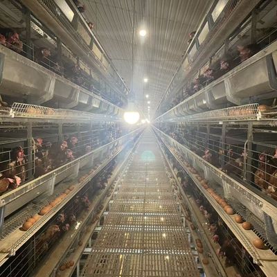 Automatic H-Type Layer Battery Cage System for Commercial Chicken Farms with Hot-Dip Galvanized Steel and Automated Egg Collection in 3-8 Tiers
