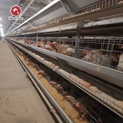 Hệ thống lồng pin lớp H-Type cho 50.000 + chim với thép kẽm nóng và tự động đầy đủ