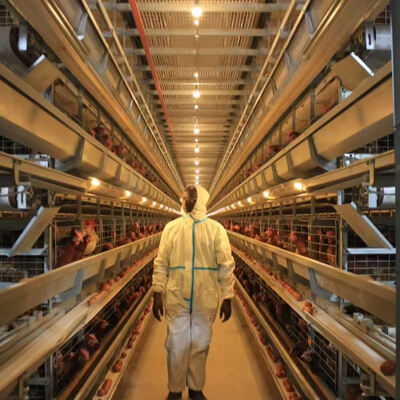 Hệ thống lồng gà thịt tự động hoàn toàn với 3 hoặc 4 tầng cho chăn nuôi gia cầm