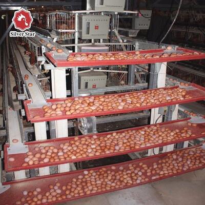 Hệ thống lồng pin lớp A loại thép galvanized nóng với 3 tầng và cho ăn tự động cho các trang trại gia cầm