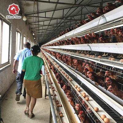 A Type Layer Chicken Cage with Hot-Dip Galvanized Steel and Automatic Feeding System for Poultry Farms