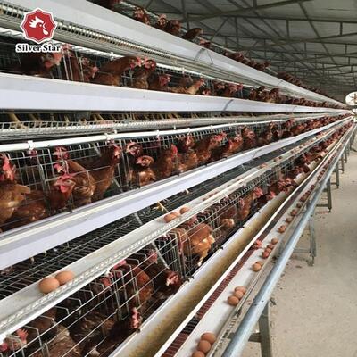 Chuồng lớp loại A 3 tầng hiệu quả về chi phí với thép kẽm và hệ thống cho ăn tự động cho các trang trại gia cầm