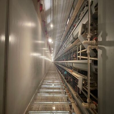 Các chuồng gà pin chống ăn mòn Thiết bị gia súc gia cầm lâu dài phù hợp cho các trang trại lớn