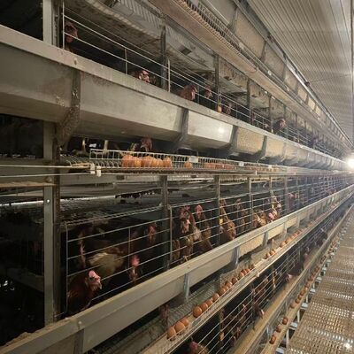 Các lồng gà pin Hệ thống kiểm soát môi trường hoàn toàn tự động thích hợp cho nuôi gia cầm