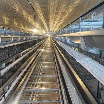 4 Lớp lồng gà lớp với các bộ cho ăn phù hợp với nhà nuôi gà lớp chuyên sâu và hoạt động cho ăn hợp lý