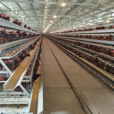 Lồng lớp mạ kẽm nhúng nóng | Lồng pin thu thập trứng tự động