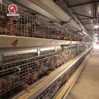 Hệ thống lồng sinh sản gà con tự động loại A với sợi thêu nóng và máy uống núm vú tự động cho 100-300 con gà / bộ