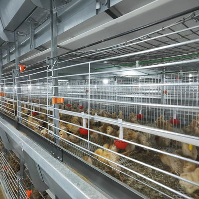 Q235 Battery Cages Laying Hens Chicken Farming Materials A Type