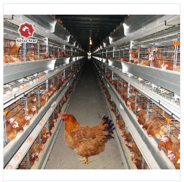 SGS H Frame 30000 Birds Ready To Lay Chicken Cage 650mm Length